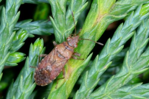 Réf. 338 613 : Orsillus depressus